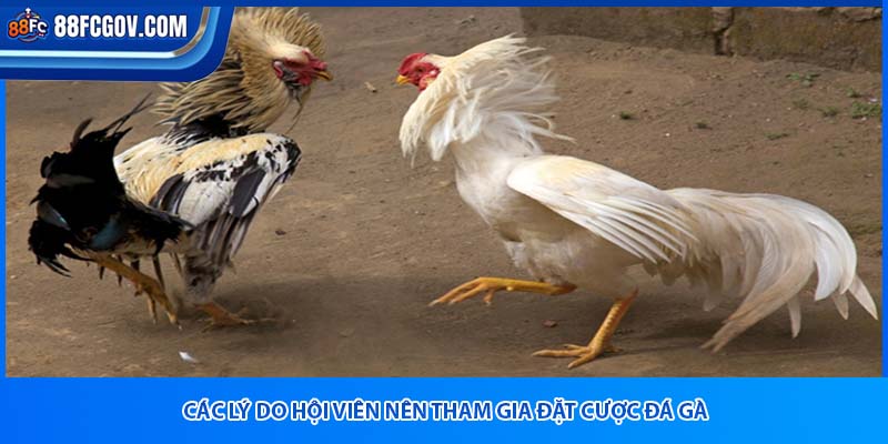 Các lý do hội viên nên tham gia đặt cược đá gà