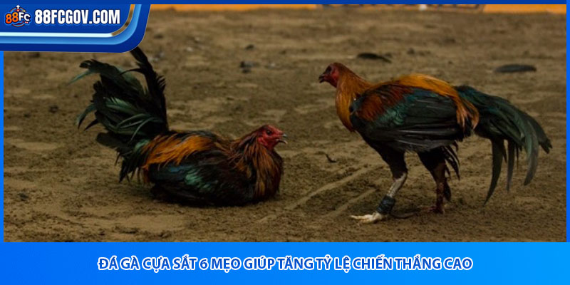 Đá Gà Cựa Sắt 88FC – Trận Đấu Cực Đỉnh, Thưởng Siêu To!