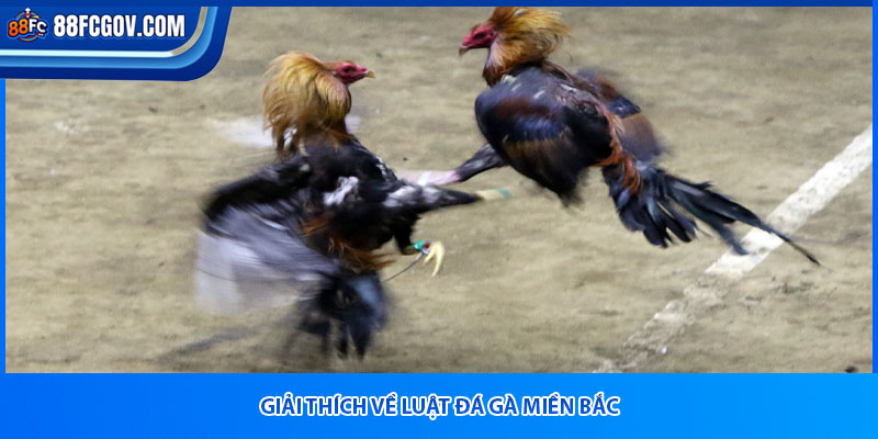 Giải thích về luật đá gà miền Bắc