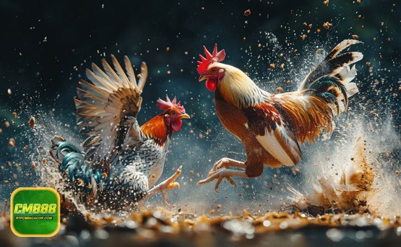 Luật Đá Gà - Kiểm tra thể trạng và đối chiếu hạng cân Luật Đá Gà - Kiểm tra thể trạng và đối chiếu hạng cân