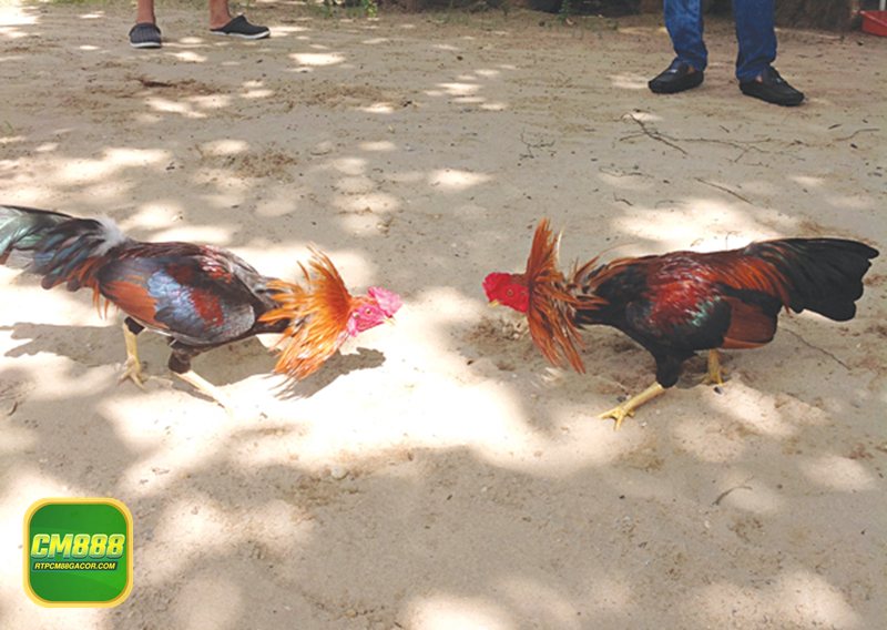 Đá Gà Online - Xem trực tiếp chất lượng cao, ít trễ Đá Gà Online - Xem trực tiếp chất lượng cao, ít trễ