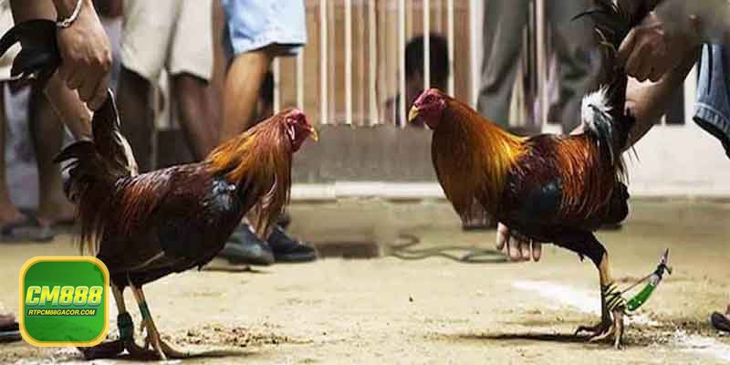 Luật Đá Gà - Thỏa thuận kèo và quyền rút lui trước giờ vào sới Luật Đá Gà - Thỏa thuận kèo và quyền rút lui trước giờ vào sới