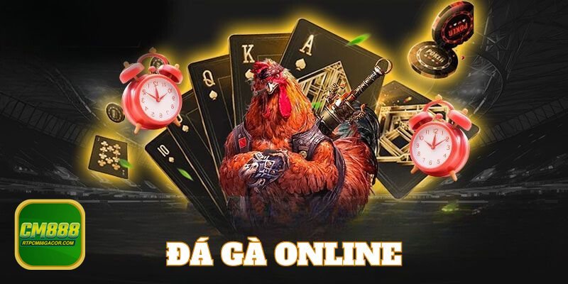 Đá Gà Thomo - Trải nghiệm theo dõi tại CM888 có gì đáng giá? Đá Gà Thomo - Trải nghiệm theo dõi tại CM888 có gì đáng giá?