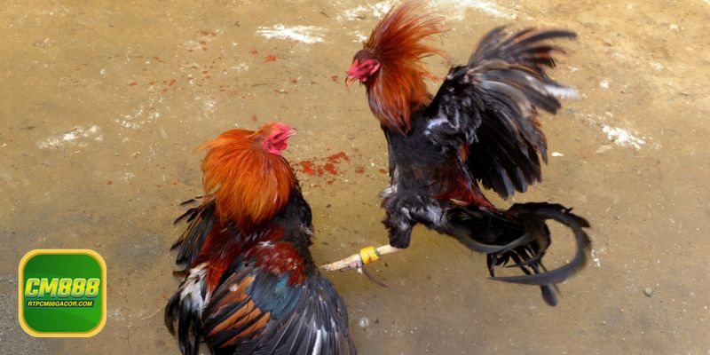 Đá gà CM888 - Livestream đa góc, bắt khoảnh khắc quyết định Đá gà CM888 - Livestream đa góc, bắt khoảnh khắc quyết định